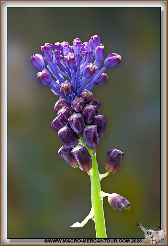 MUSCARI